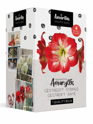 Amorita Box Lovely Striped