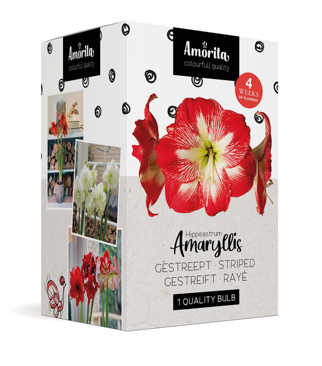Amorita Box Lovely Striped
