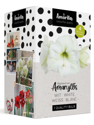 Amorita Box Lovely white
