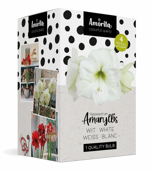 Amorita Box Lovely white