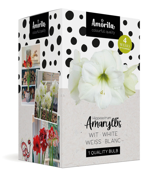 Amorita Box Lovely white