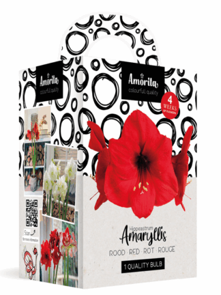 Amorita Kit Lovely red