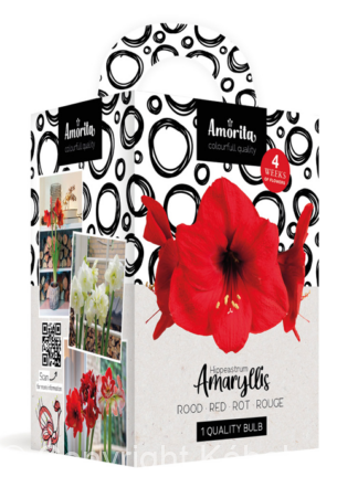 Amorita Kit Lovely red