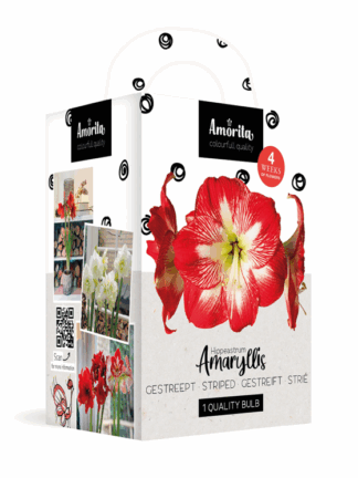 Amorita Kit Lovely Striped