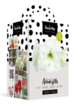 Amorita Kit Lovely white