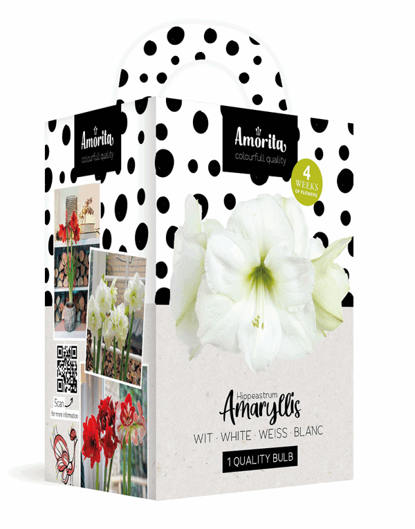 Amorita Kit Lovely white