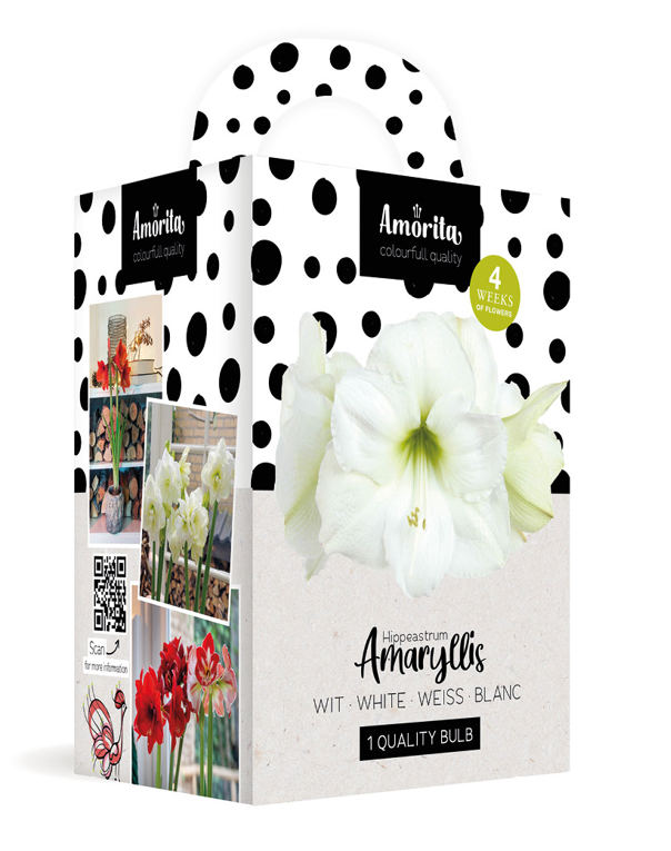 Amorita Kit Lovely white