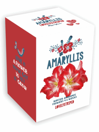 Jul Kit Lovely Striped