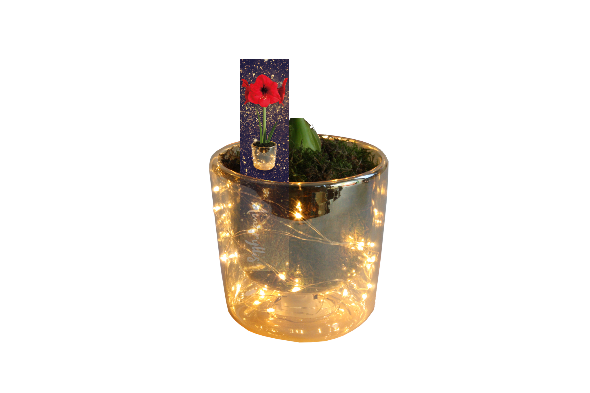 Amaryllis with stem in Led vase in box