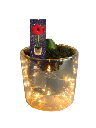 Amaryllis with stem in Led vase in box