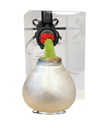 CE-01 Celebration pearl champagne-white in PET gift box