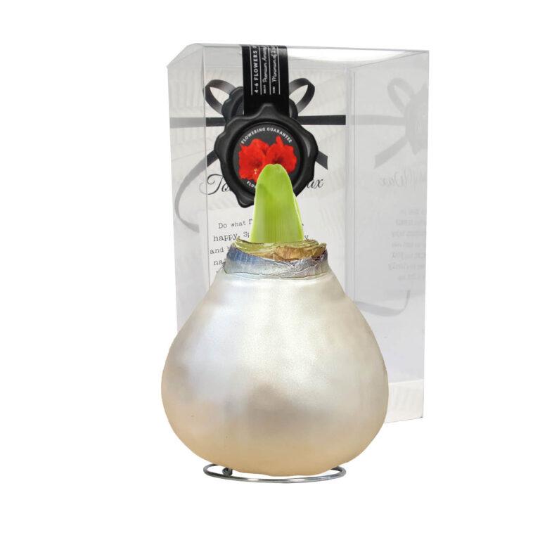 CE-01 Celebration pearl champagne-white in PET gift box