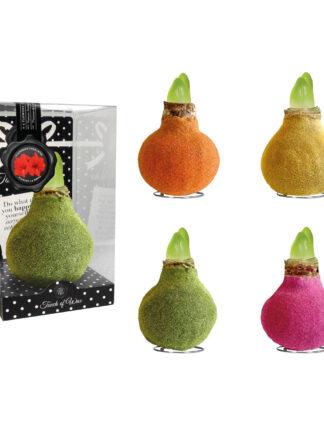 FA-02 Fashion mixed in PET gift box