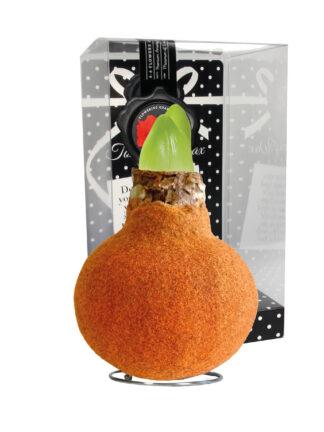 FA-02 Fashion autumn orange in PET gift box