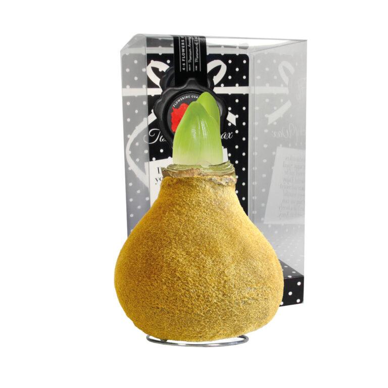 FA-02 Fashion gold in PET gift box