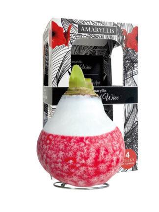 LA-01 Lace x- mas red in carton gift box