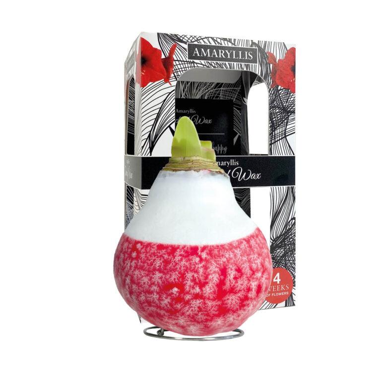 LA-01 Lace x- mas red in carton gift box