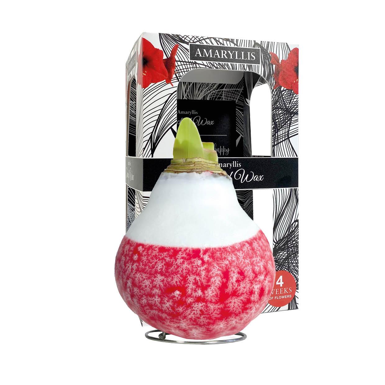 LA-01 Lace x- mas red in carton gift box