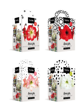 Amorita Kit Mix Assortment