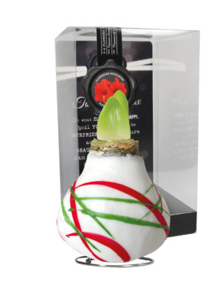 AR-01 Art white in PET gift box