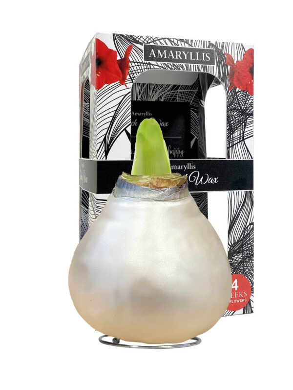 CE-01 Celebration pearl champagne-white  in carton gift box