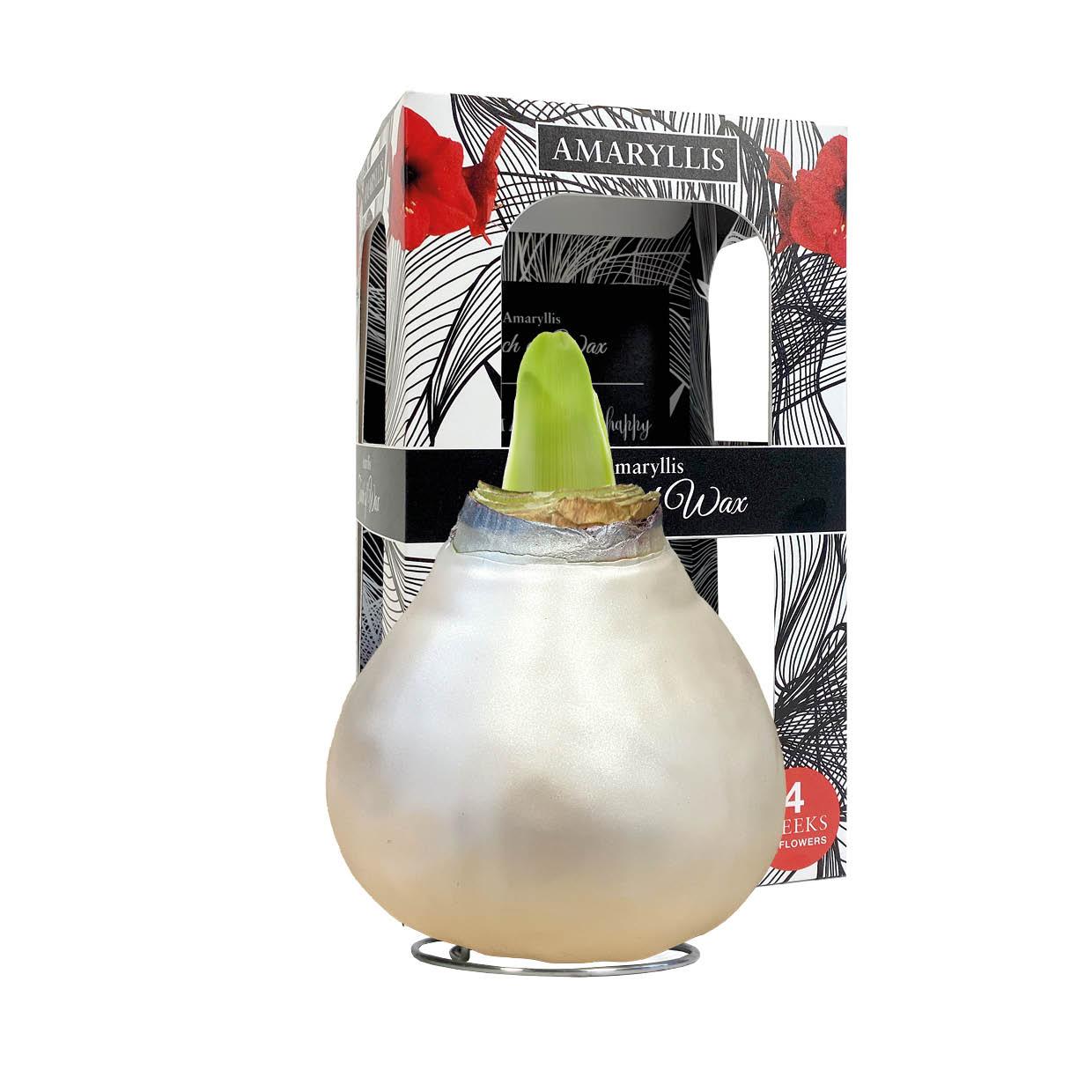 CE-01 Celebration pearl champagne-white in carton gift box