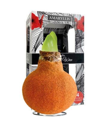 FA-02 Fashion autumn orange in carton gift box