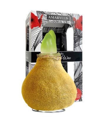 FA-02 Fashion gold in carton gift box