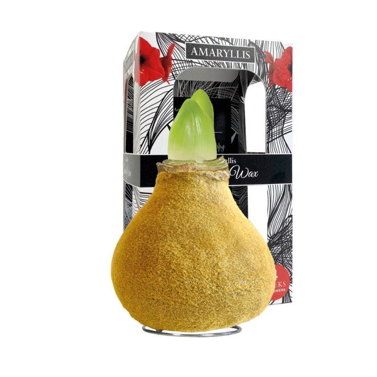 FA-02 Fashion gold in carton gift box