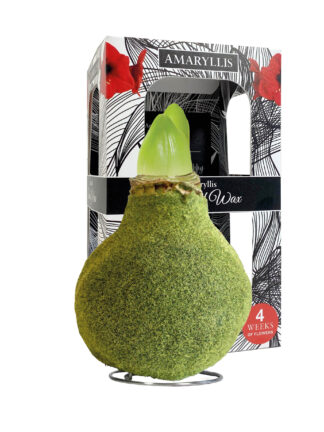 FA-02 Fashion moss Green in carton gift box
