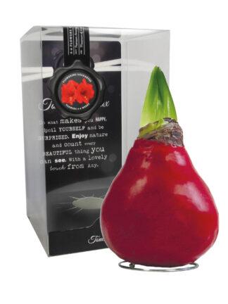 GLM-01 Gloss red(bordeaux) in PET gift box