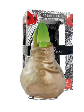 GLM-01 Gloss copper in carton gift box