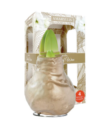 GLM-01 Gloss gold in carton gift box