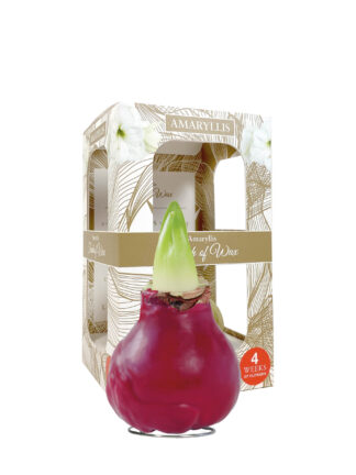 GLM-01 Gloss red(bordeaux) in carton gift box