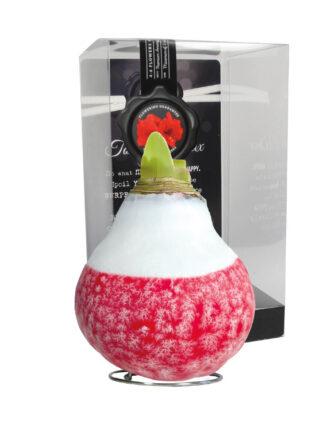 LA-01 Lace x-mas red in PET gift box