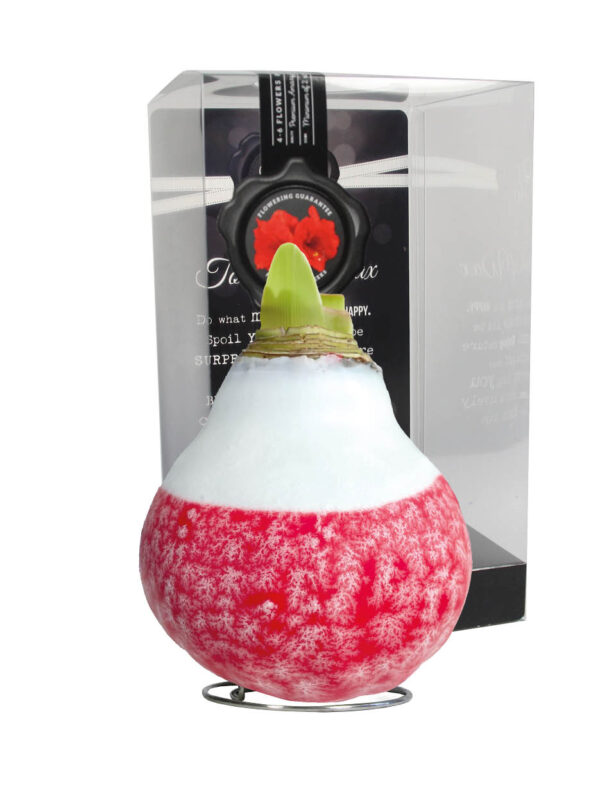 LA-01 Lace x-mas red in PET gift box