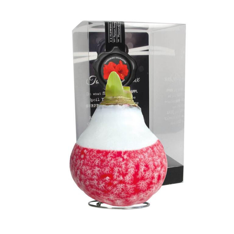 LA-01 Lace x-mas red in PET gift box