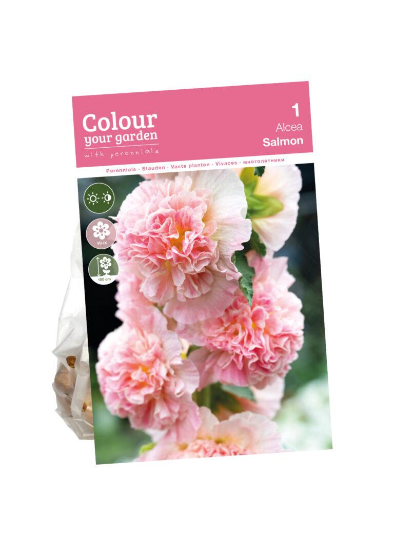 Alcea Salmon
