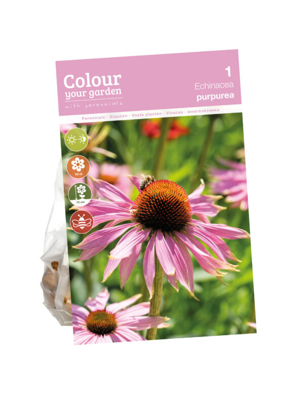 Echinacea Purpurea