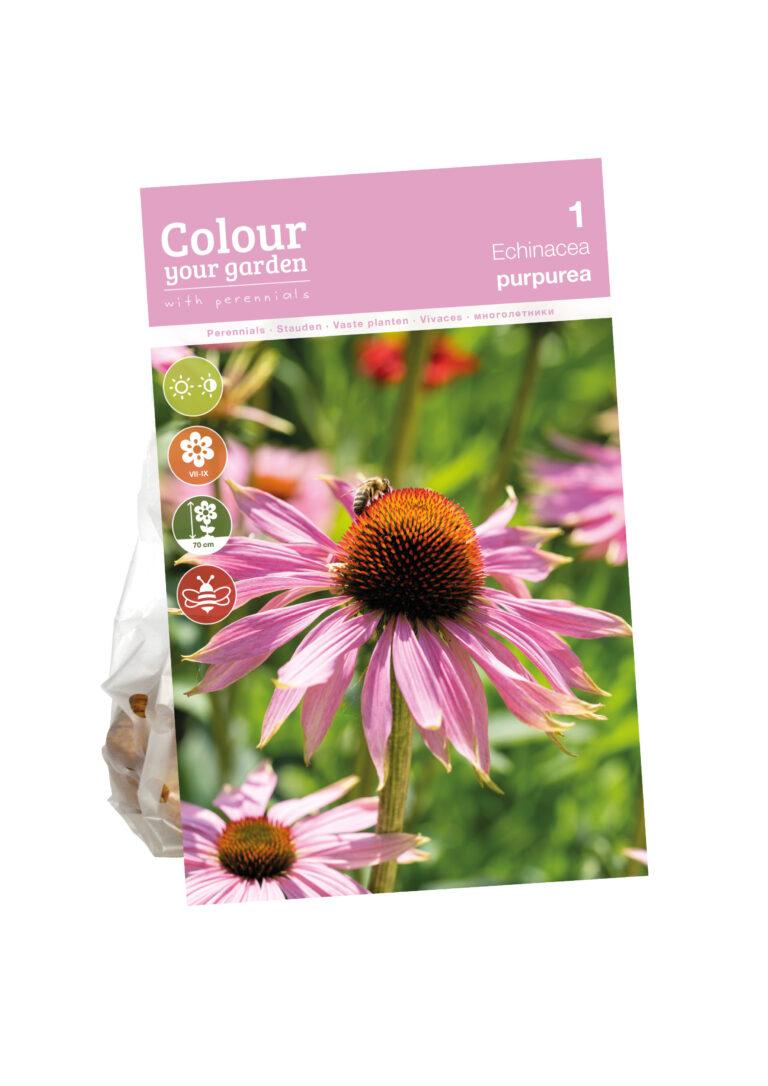Echinacea purpurea