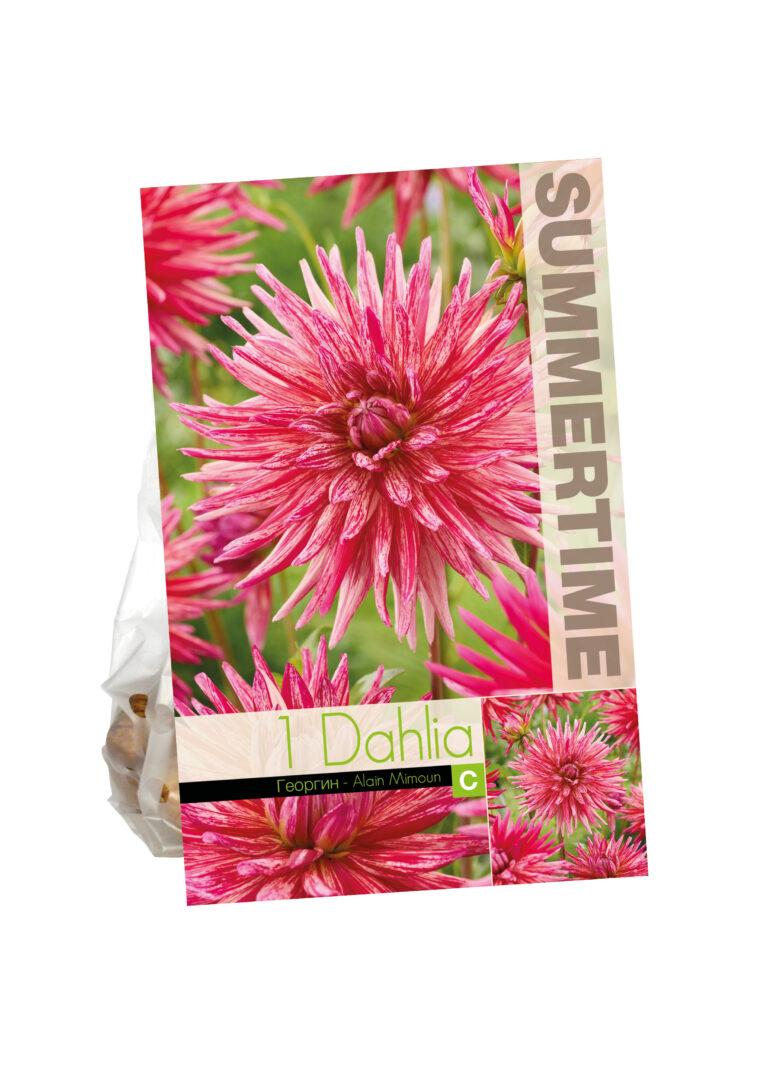 Dahlia Alain Mimoun