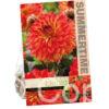 Dahlia Candlelight Amber Glow