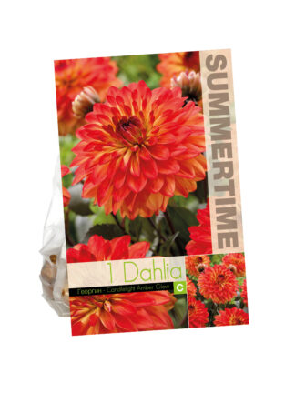 Dahlia Candlelight Amber Glow