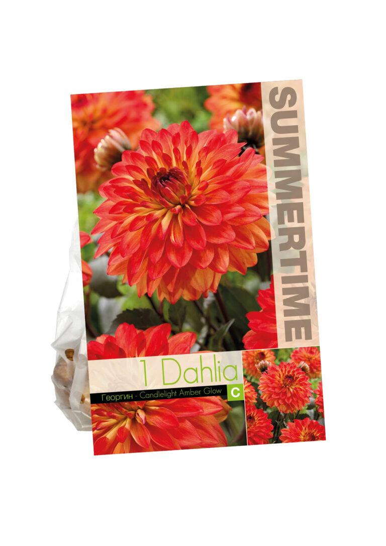 Dahlia Candlelight Amber Glow