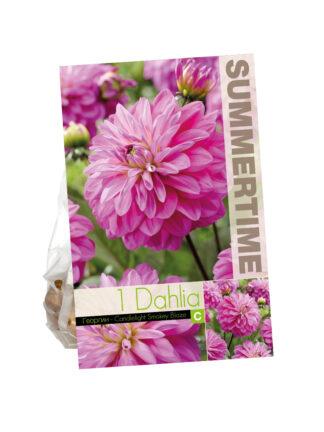 Dahlia Candlelight Smokey Blaze