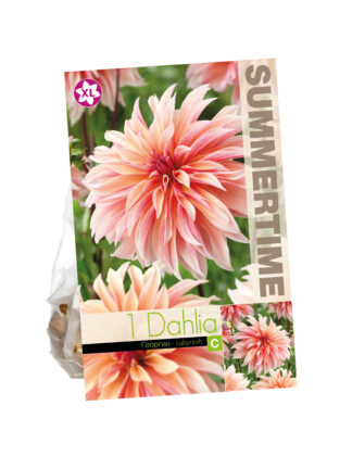 Dahlia Labyrinth