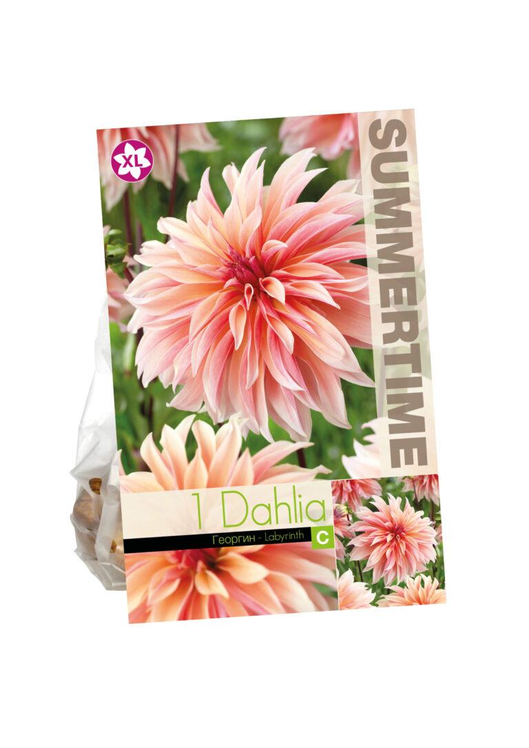 Dahlia Labyrinth