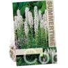 Liatris spicata Alba
