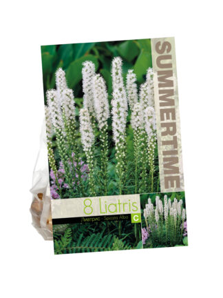 Liatris spicata Alba