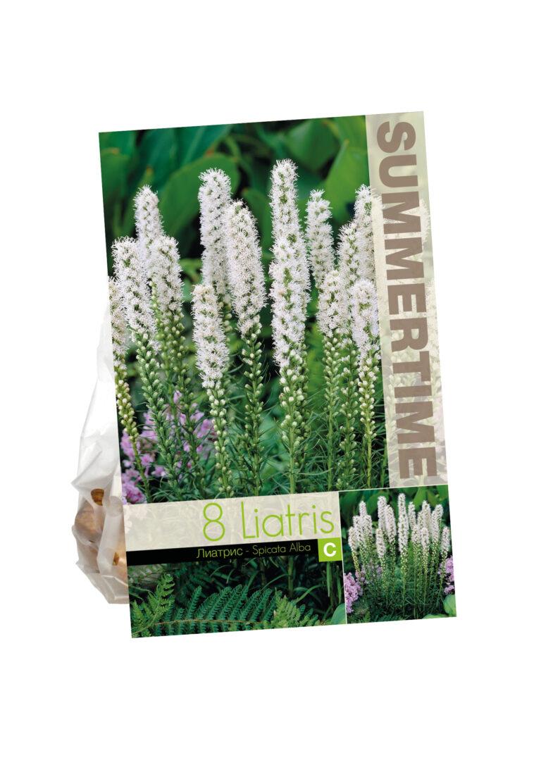 Liatris spicata Alba